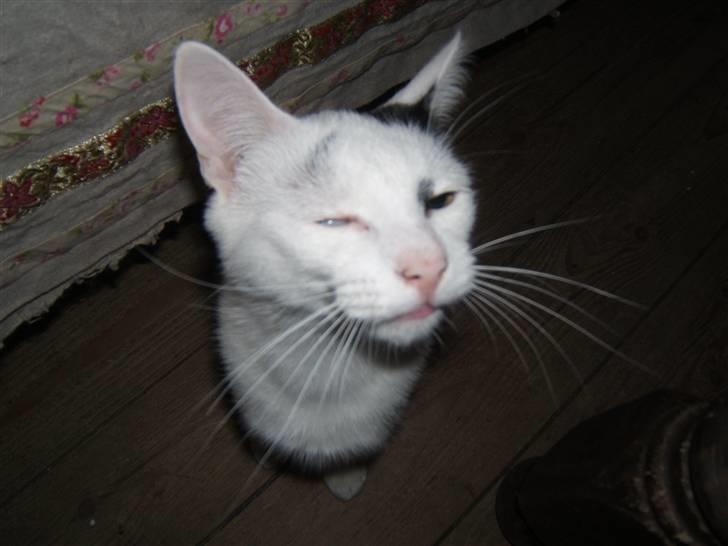 Huskat Kaninskind *20.07 2004* - The one-eyed monster... hi hi billede 9