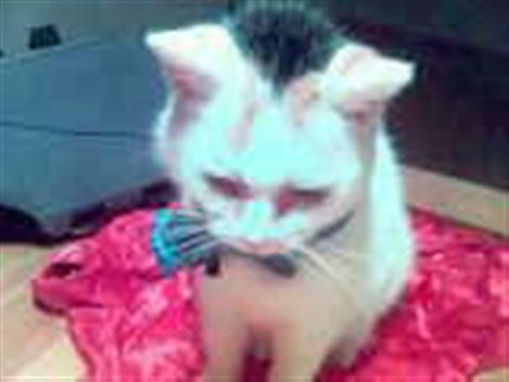 Blanding af racer Amanda R.I.P savner dig  - seje Amanda med butterfly:bb billede 4