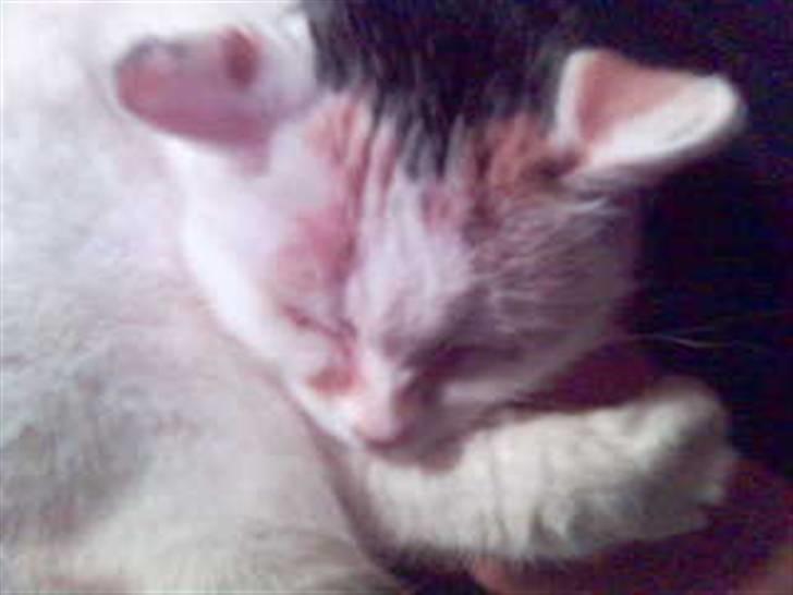 Blanding af racer Amanda R.I.P savner dig  - Nusser dejlige Amanda:) som ligger hos<3  billede 5