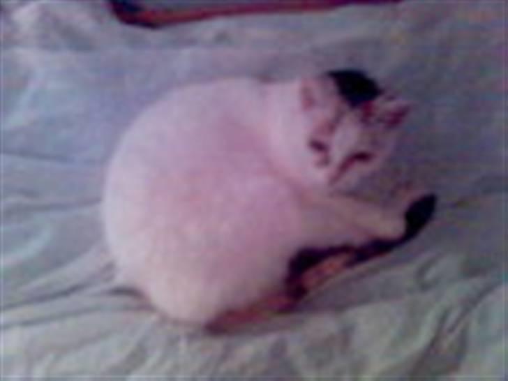 Blanding af racer Amanda R.I.P savner dig  billede 6