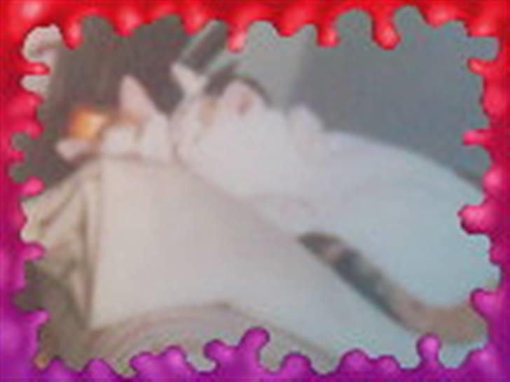 Blanding af racer Amanda R.I.P savner dig  - Nåårh... Amanda sammen med hendes bror Garfild:) (undskyld billedet er i lidt dårligt kvaligtet) billede 7