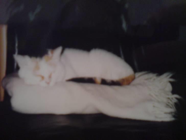 Blanding af racer Amanda R.I.P savner dig  - Søde Amanda sover på sofaen:) billede 8