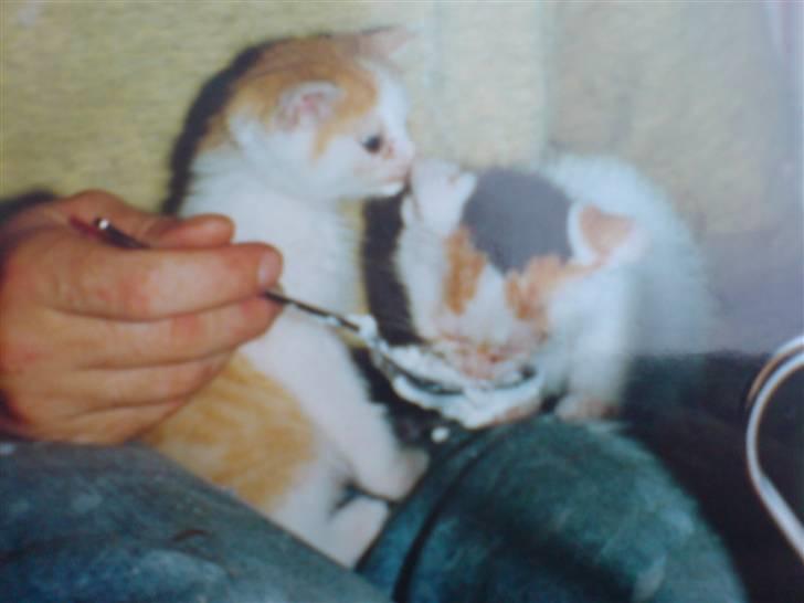 Blanding af racer Amanda R.I.P savner dig  - Nåårh... Hende og Garfild som killinger<3 spiser flødeskum:D billede 9