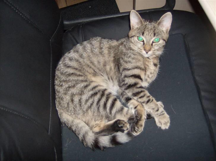 Blanding af racer Aiton R.I.P billede 9