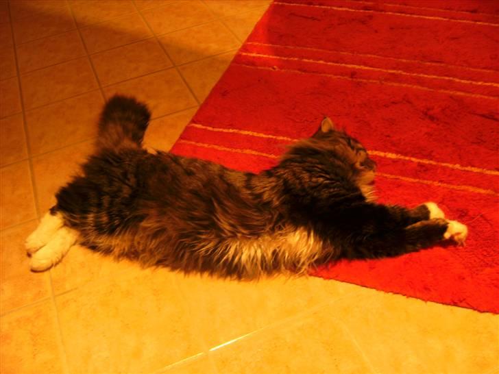 Norsk Skovkat Tarzan billede 18