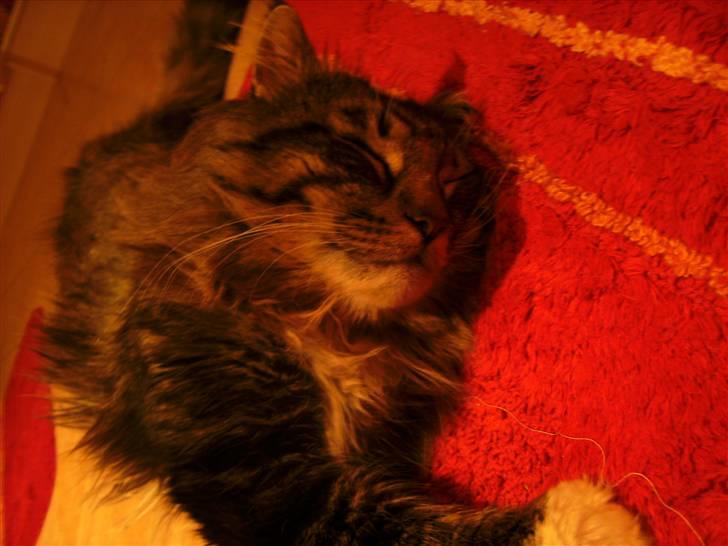 Norsk Skovkat Tarzan billede 19