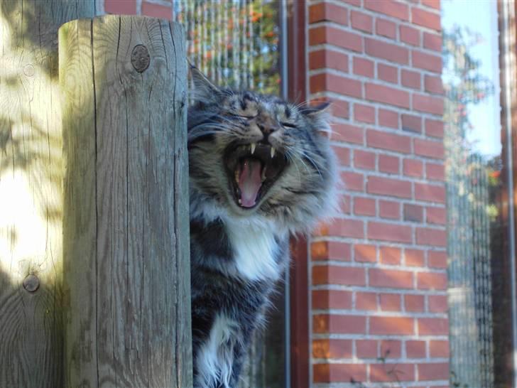 Norsk Skovkat Tarzan billede 20