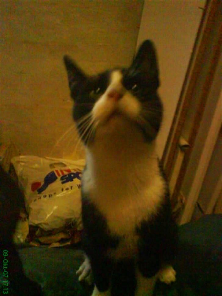 Blanding af racer Domino "DØD" billede 6