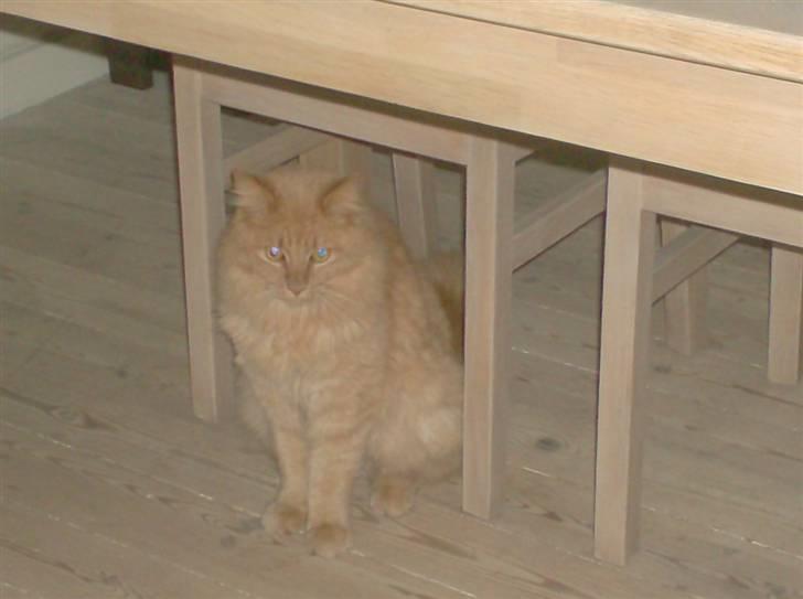 Maine Coon ribs billede 3