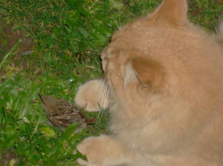 Maine Coon ribs - du må ikke tage min fugl billede 4