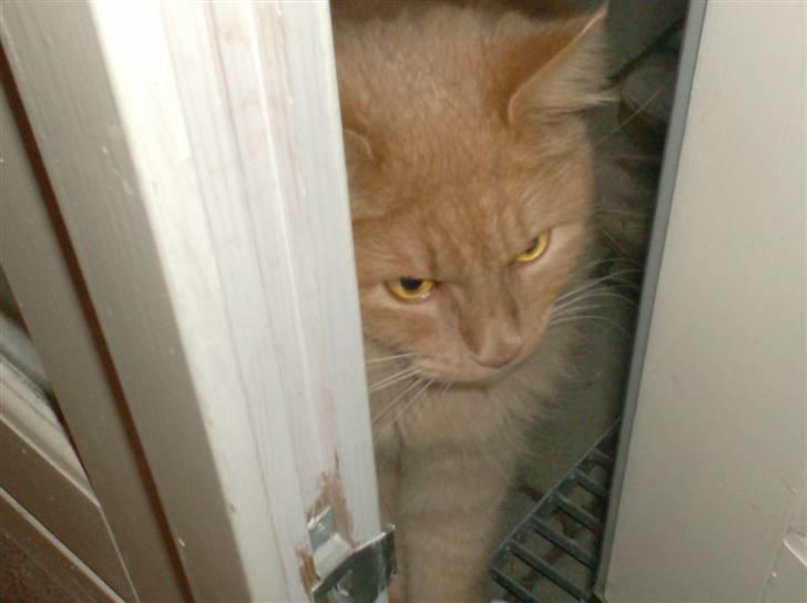 Maine Coon ribs - jeg sniger mig lige ind billede 5