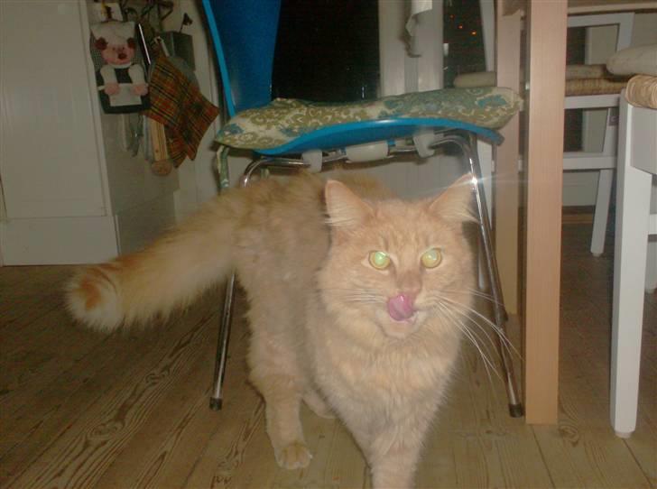 Maine Coon ribs billede 6