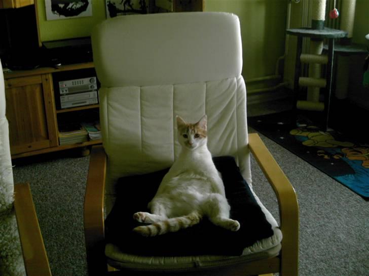 Huskat Pjevs ( pjevsi ) - jeg tager lige en slapper billede 9