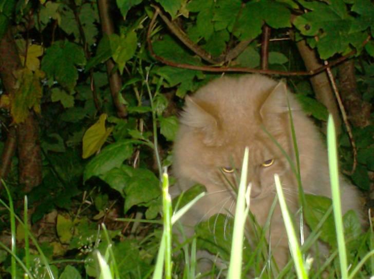 Maine Coon ribs billede 7