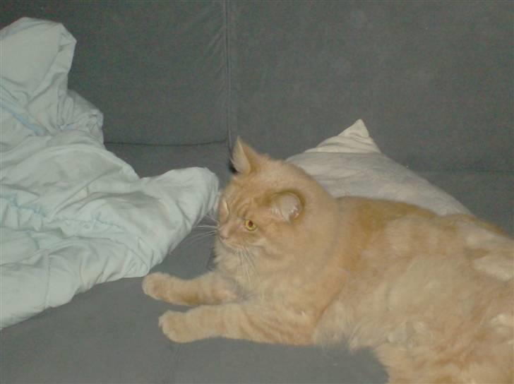 Maine Coon ribs - ligge og flyde er det jeg ved billede 8