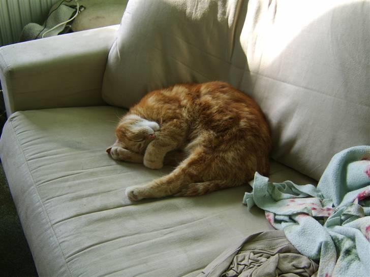 Blanding af racer Fimse - er væk billede 1