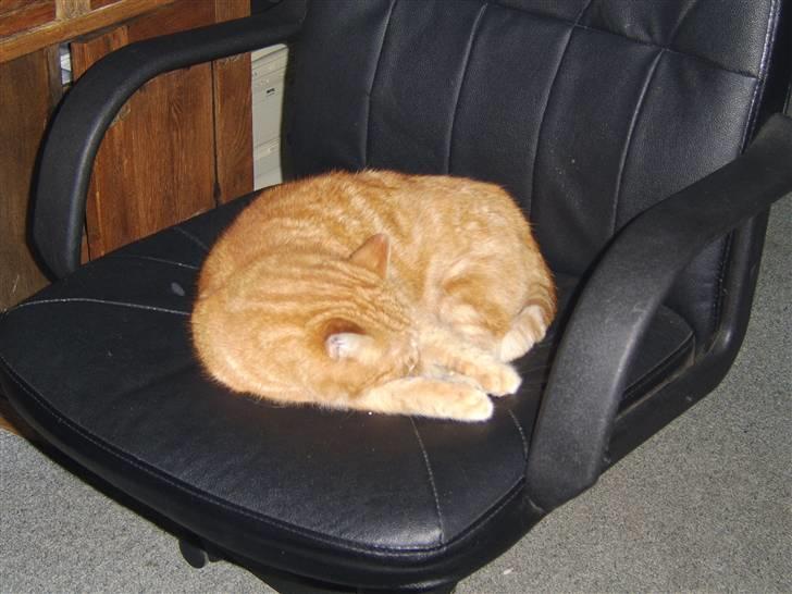 Blanding af racer Fimse - er væk billede 2