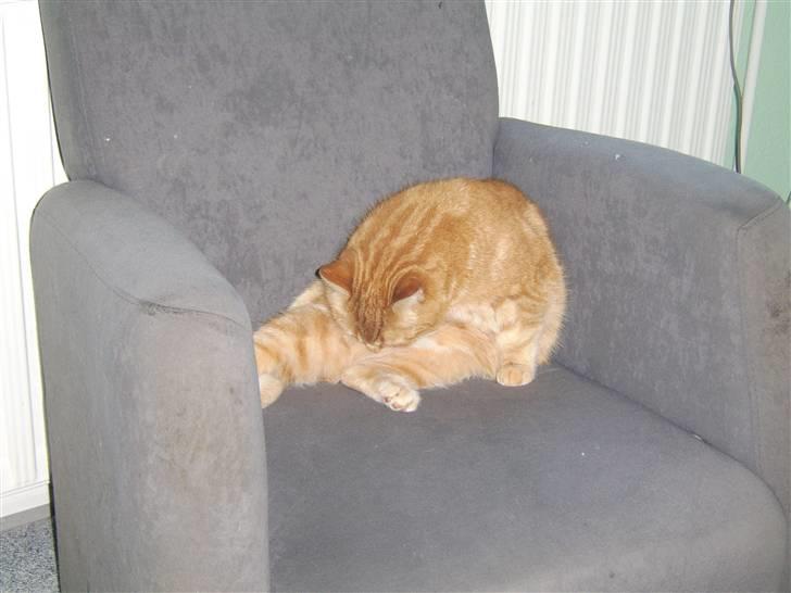 Blanding af racer Fimse - er væk billede 3