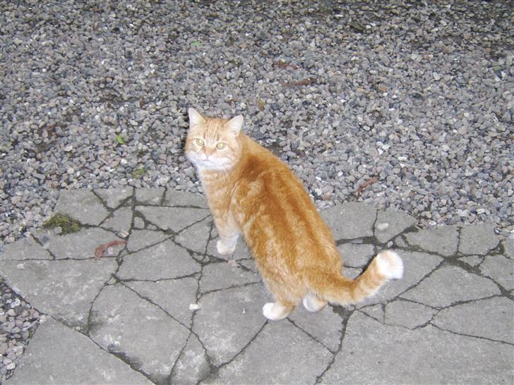 Blanding af racer Fimse - er væk billede 4