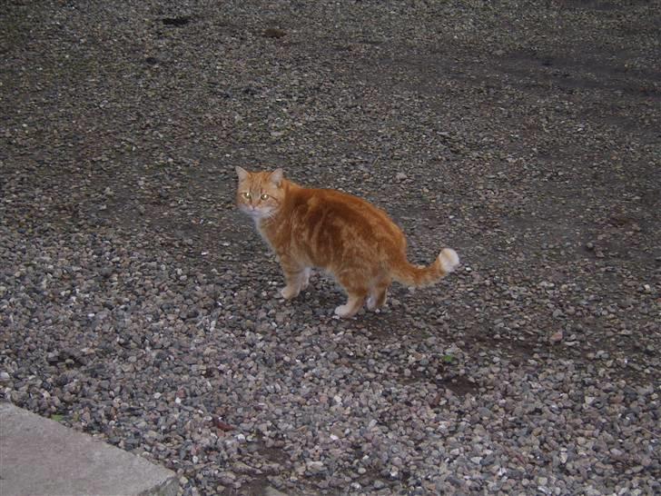 Blanding af racer Fimse - er væk billede 5