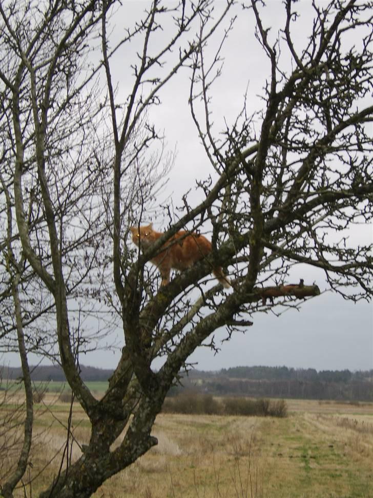 Blanding af racer Fimse - er væk billede 6