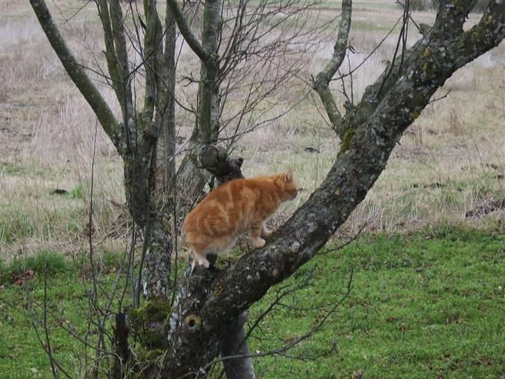 Blanding af racer Fimse - er væk billede 7