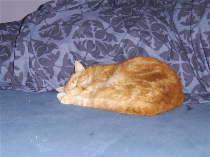 Blanding af racer Fimse - er væk billede 8