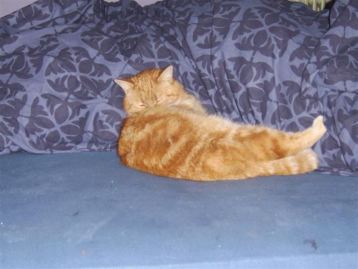 Blanding af racer Fimse - er væk billede 9