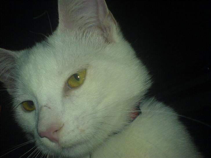 Huskat Akito (Pølle) Væk :( billede 10