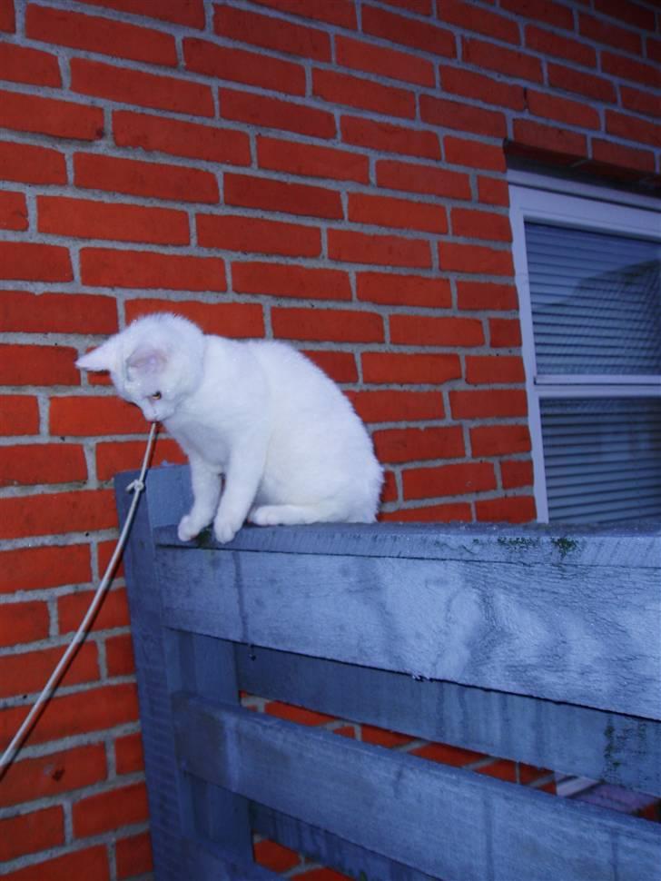 Huskat Akito (Pølle) Væk :( billede 11