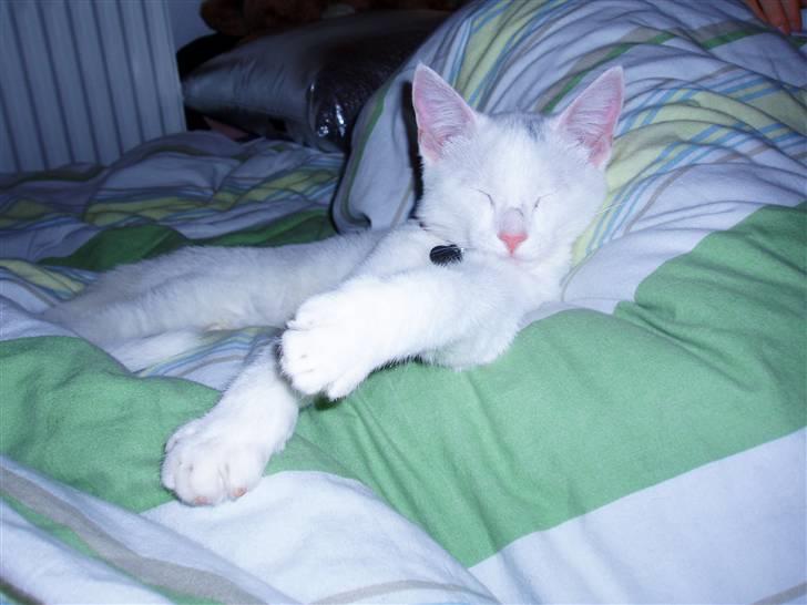 Huskat Akito (Pølle) Væk :( billede 12