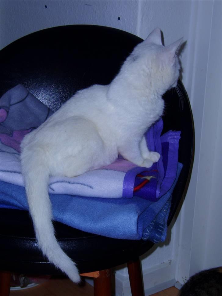 Huskat Akito (Pølle) Væk :( billede 13