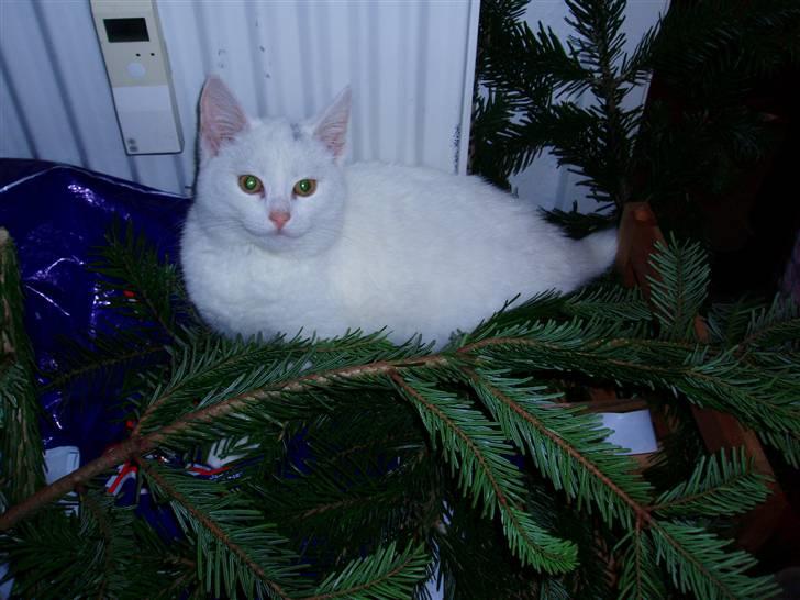 Huskat Akito (Pølle) Væk :( billede 14