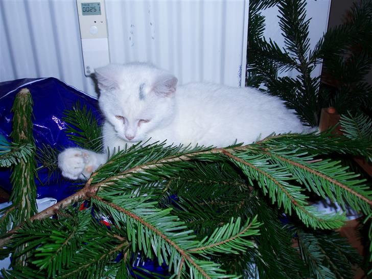 Huskat Akito (Pølle) Væk :( billede 15