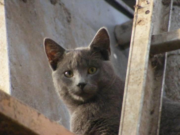 Huskat Kasper - Velkommen til Kaspers profil <3 billede 1