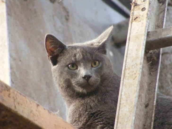 Huskat Kasper billede 2