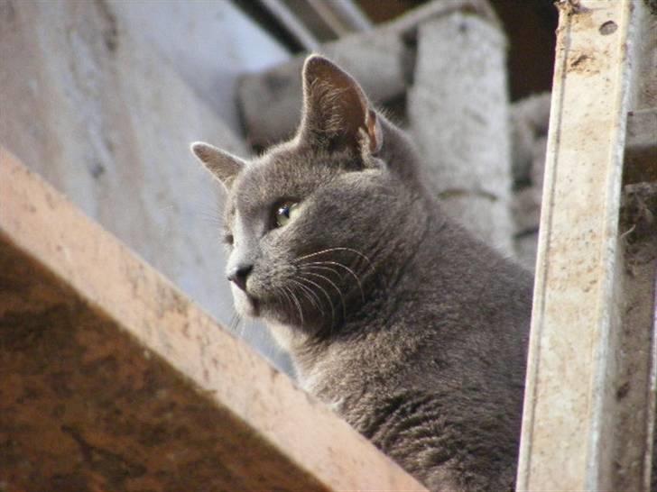 Huskat Kasper billede 3