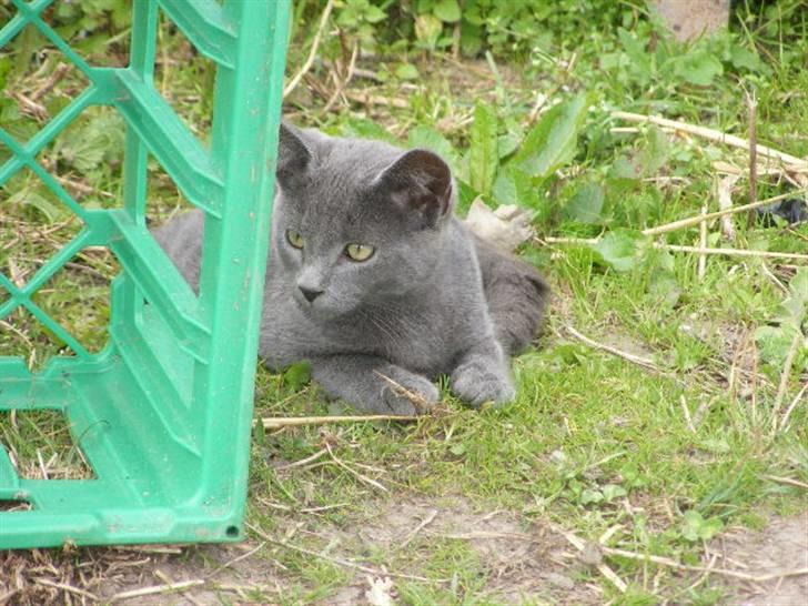 Huskat Kasper - Er jeg ikke sød ? ;p billede 4