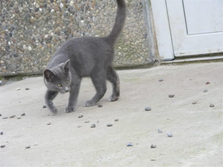 Huskat Kasper - Leger med sten :) billede 5