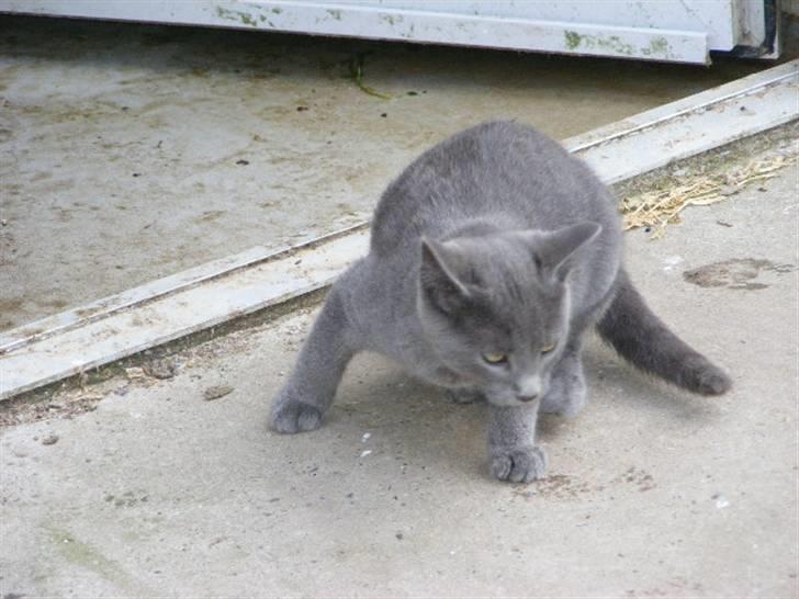 Huskat Kasper billede 6