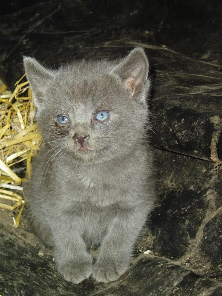 Huskat Kasper - Da Kasper var lille ( han havde øjenbetændelse, og det var lige blevet renset )  billede 7