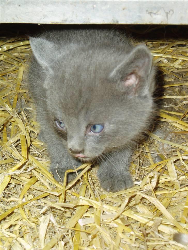 Huskat Kasper - Da Kasper var lille ( han havde øjenbetændelse, og det var lige blevet renset )  billede 8