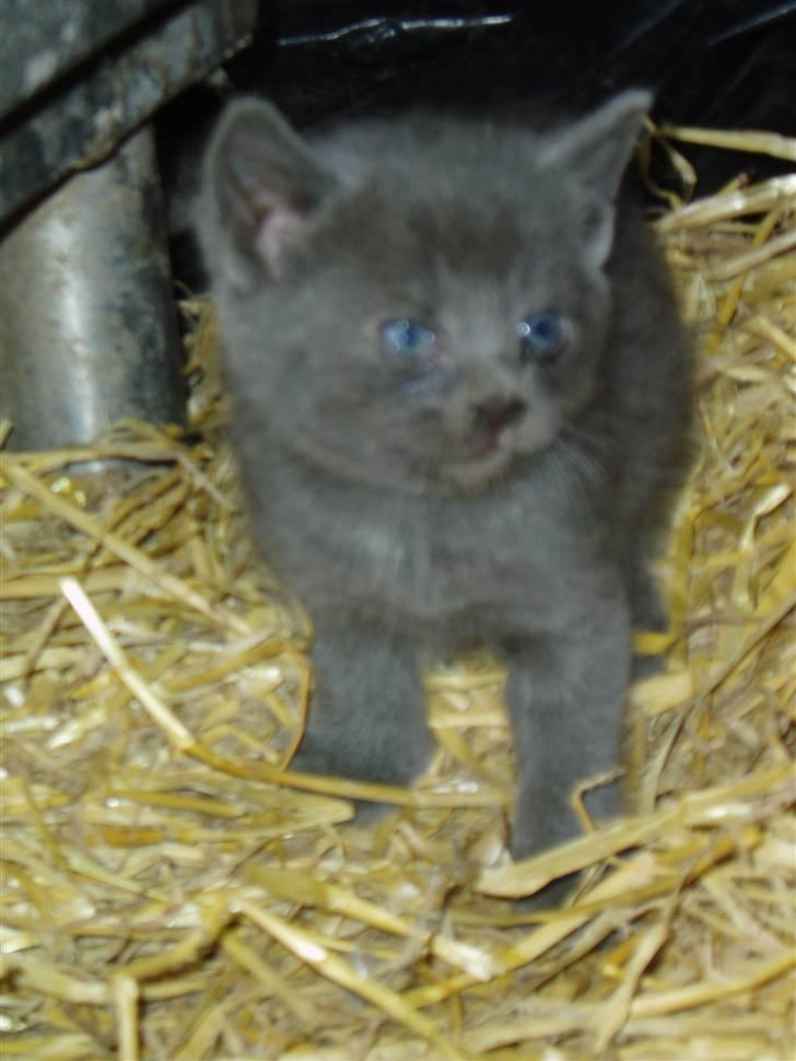 Huskat Kasper - Da Kasper var lille ( han havde øjenbetændelse, og det var lige blevet renset )  billede 9