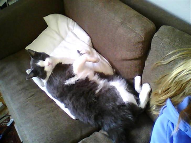 Blanding af racer tommads<3 - <33 billede 8