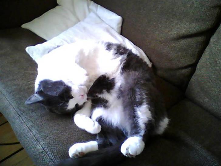 Blanding af racer tommads<3 - Tomsen<33 billede 9