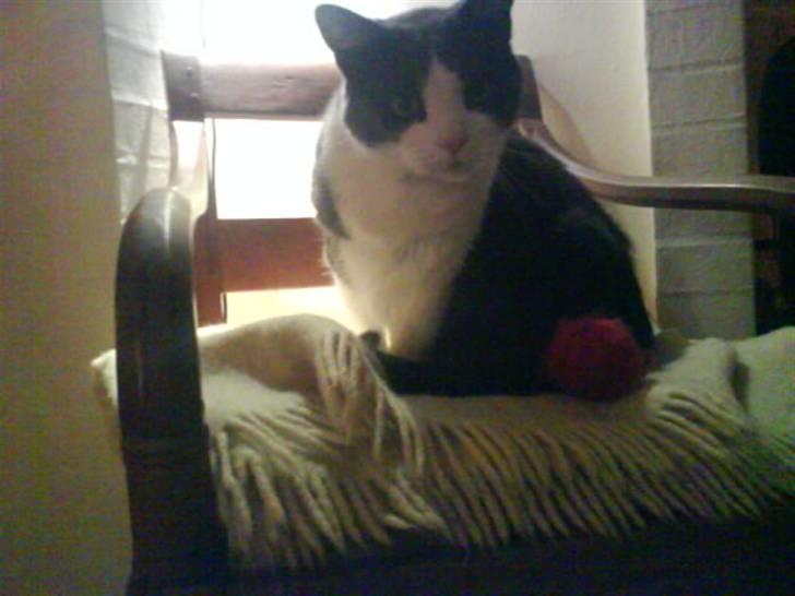 Blanding af racer tommads<3 - se mig et lille vrik med hoved:) billede 10