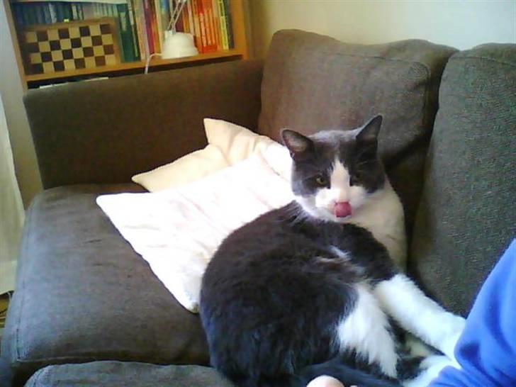 Blanding af racer tommads<3 - :) billede 11