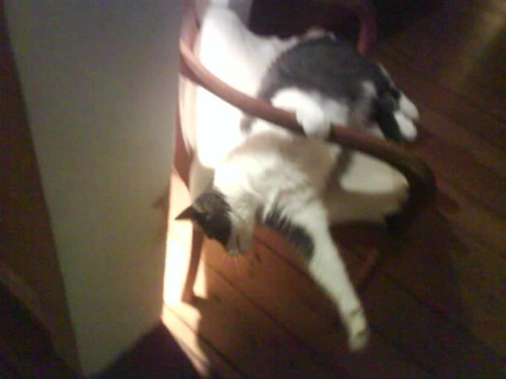 Blanding af racer tommads<3 - ohhh... strækker sig:) billede 12