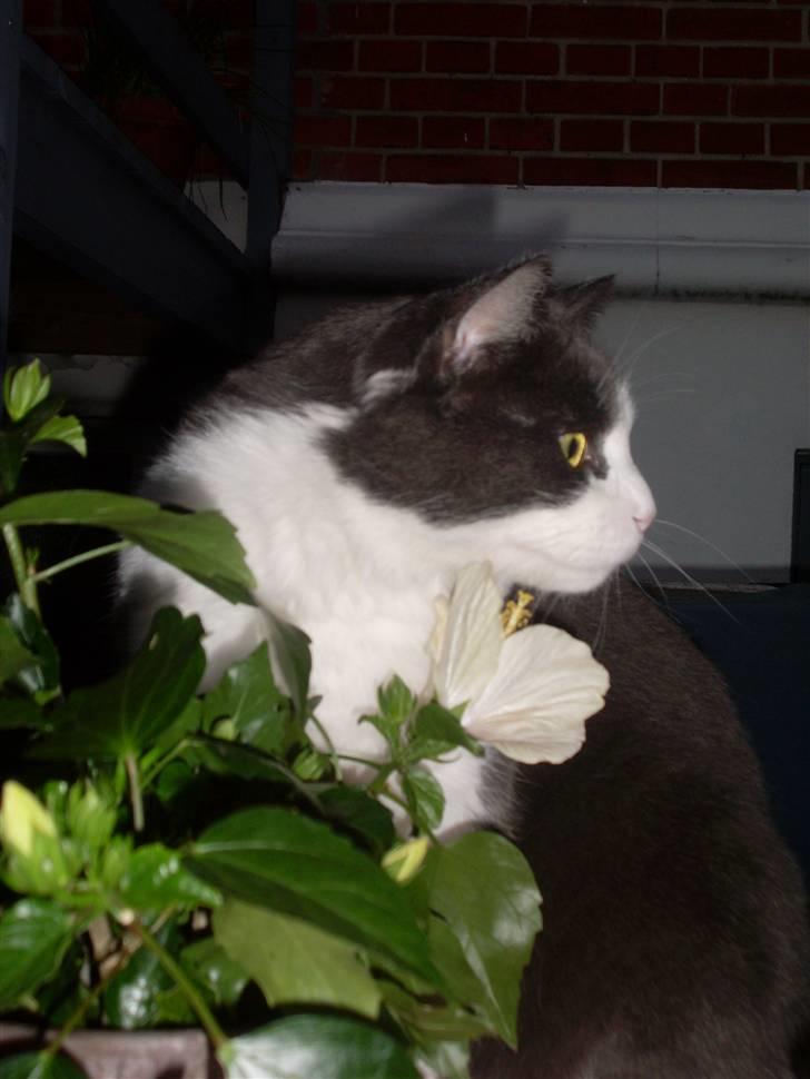 Blanding af racer tommads<3 - På Bordet (igen):P puhaaa tommads:D elsker dig billede 13