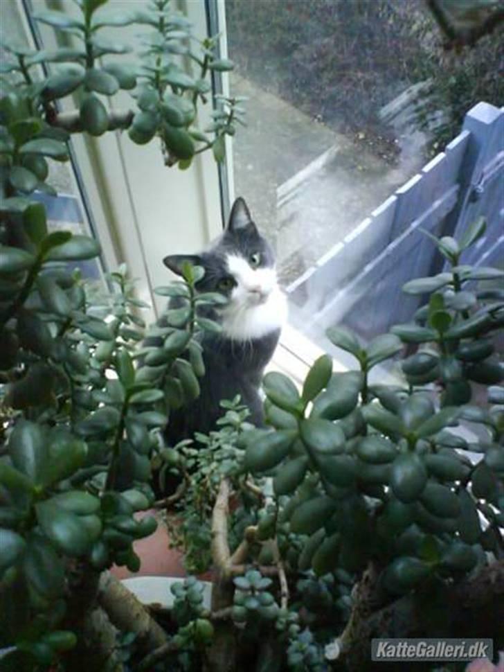 Blanding af racer tommads<3 - rigtig god udsigt;) billede 14